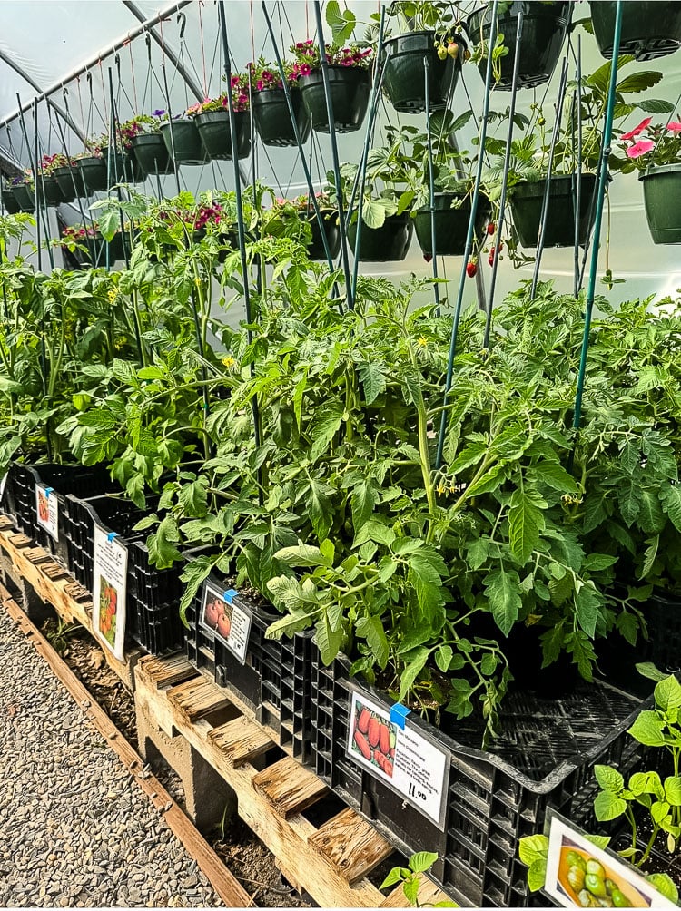 Heirloom vegetable starts at Wake Robin Farm in Stratham NH