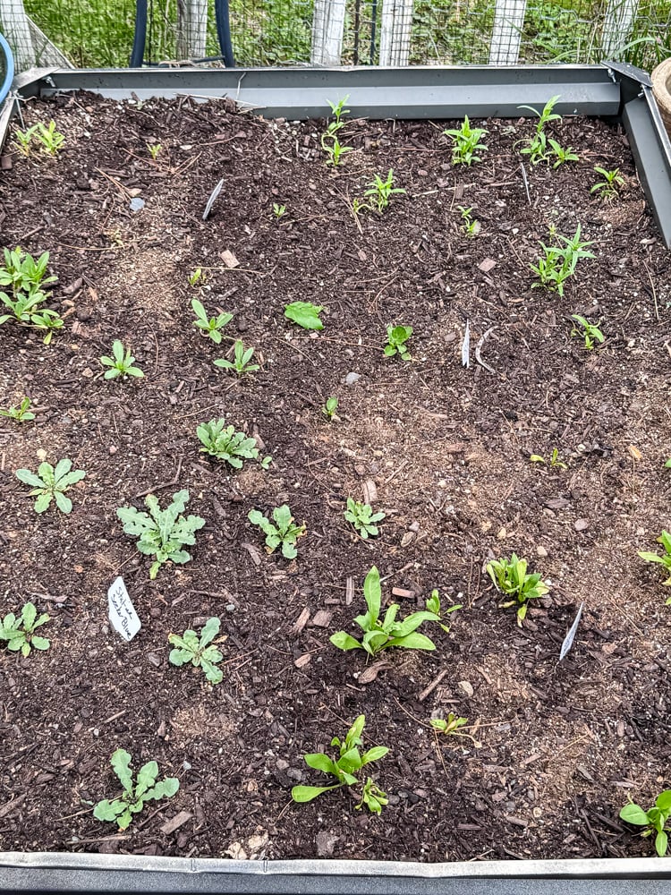 raised bed with very small plants
