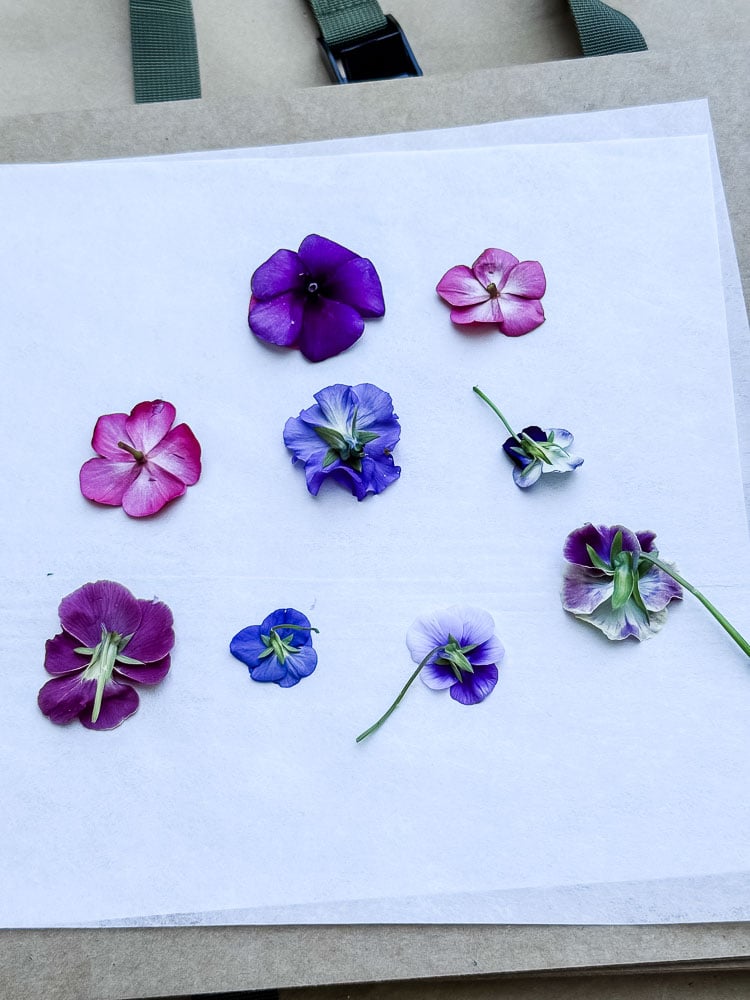 flowers going into a flower press