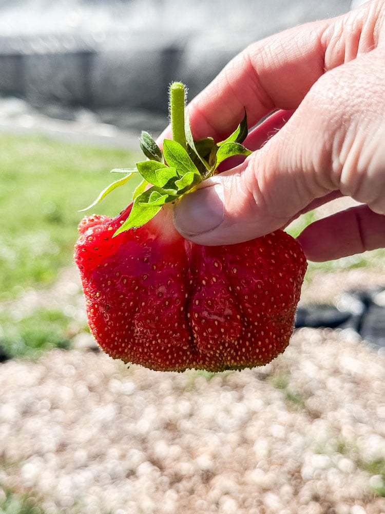 a hand holding a giant strawberry
