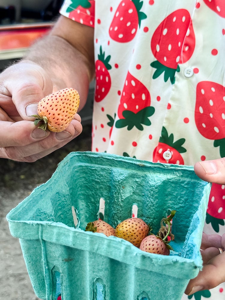 a quart of white strawberries held by a man in a strawberry shirt