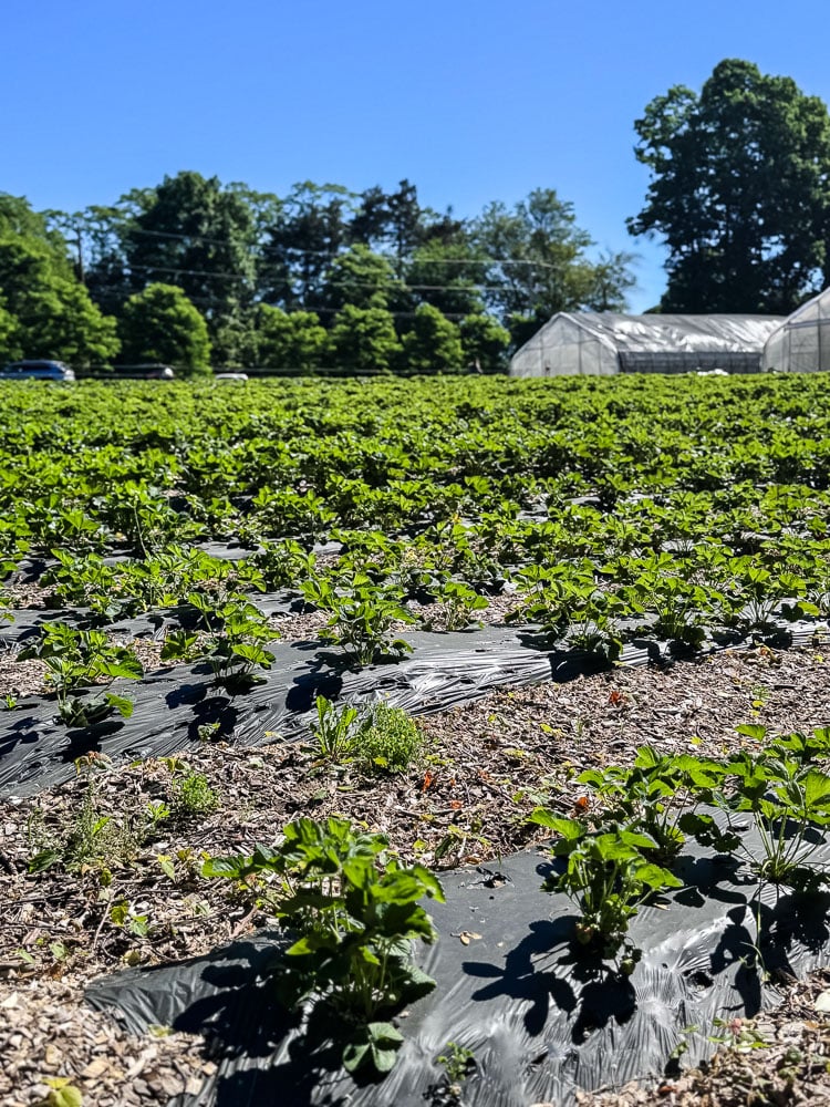 saltonstall strawberry farm fields