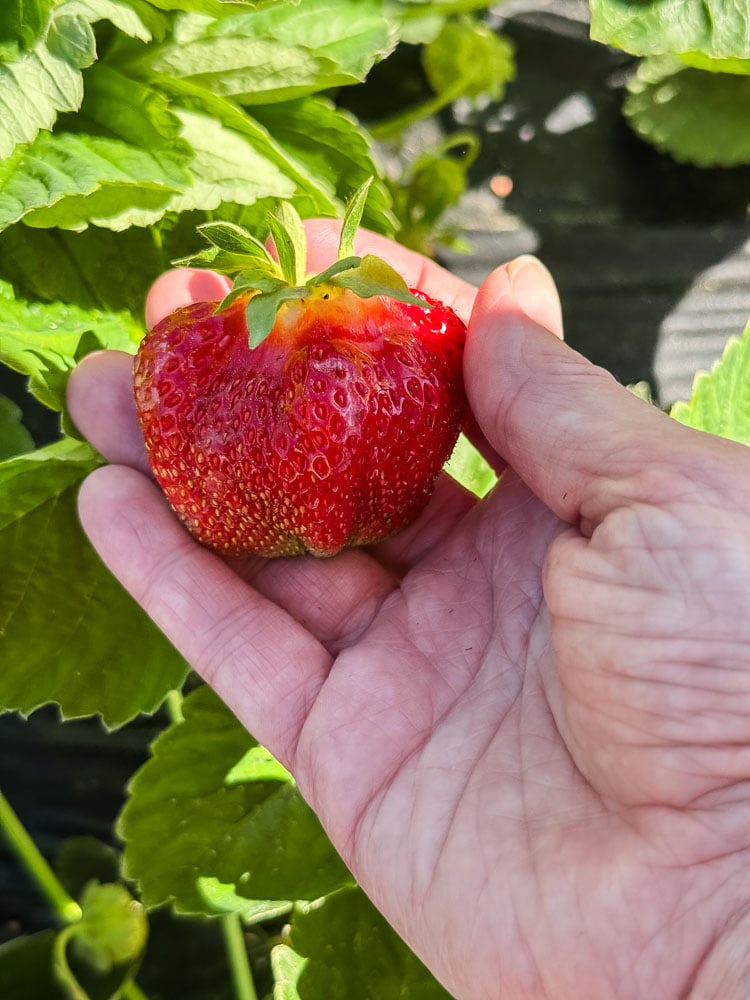 woman's hand picking a big strawberry
