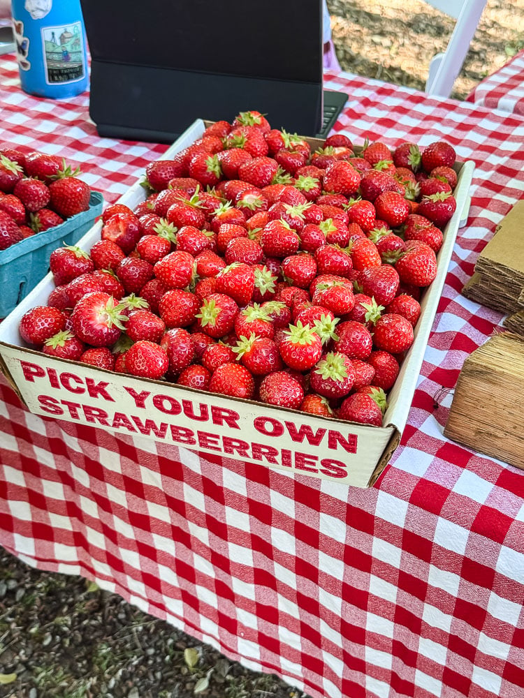 a big cardboard tray filled with fresh strawberries at a farmstand