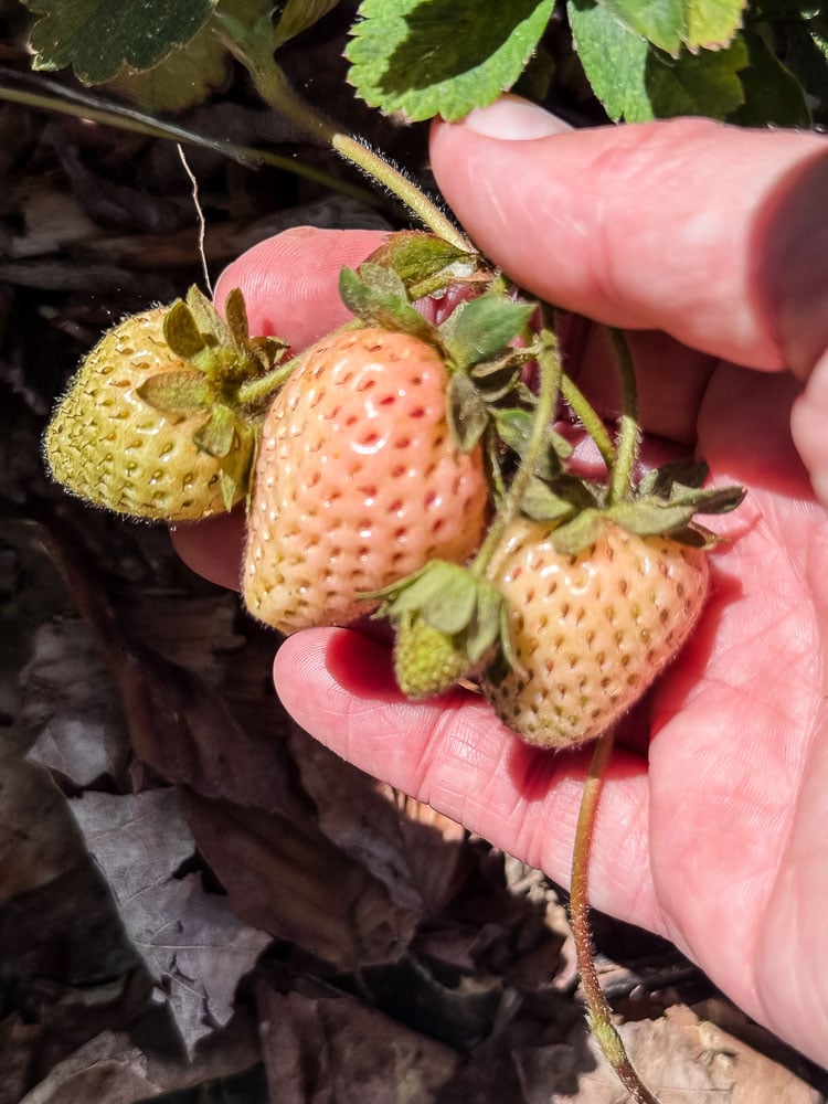 picking white strawberries