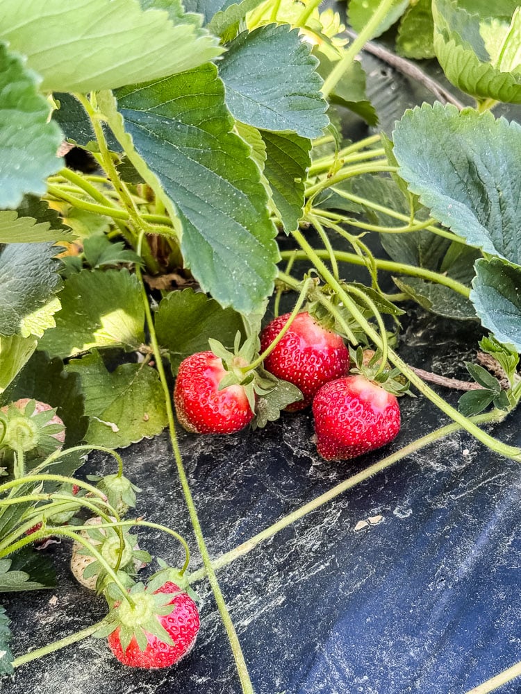 strawberries on a strawberry plant