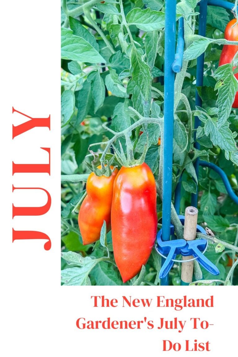 The New England Gardener’s July To-Do List (Zone 6a)