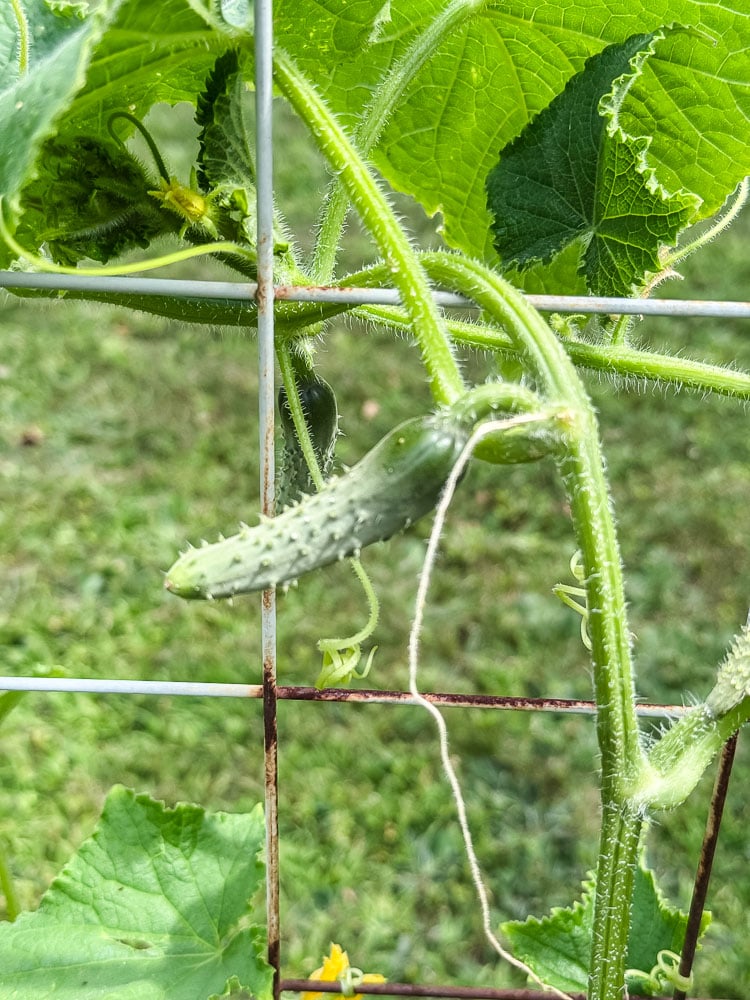 cucuber growing in the garden
