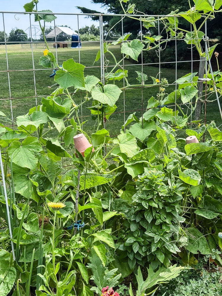 cucumbers growing on a trellis
