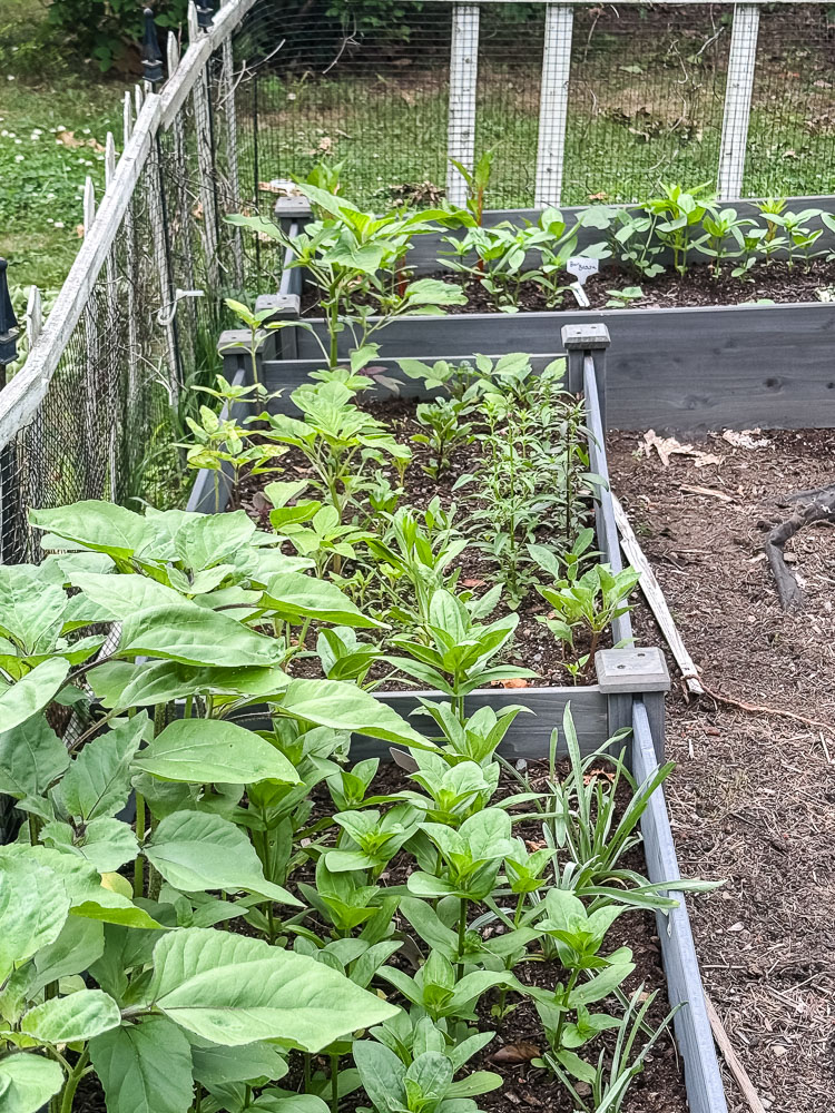 raised garden bed with flowers