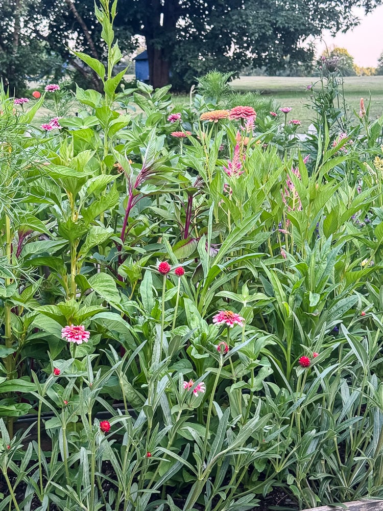 cut flower garden