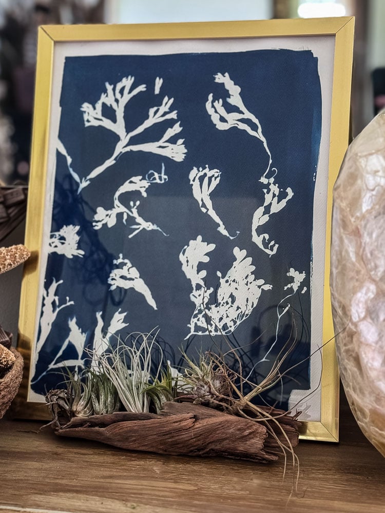 cyanotype seaweed print