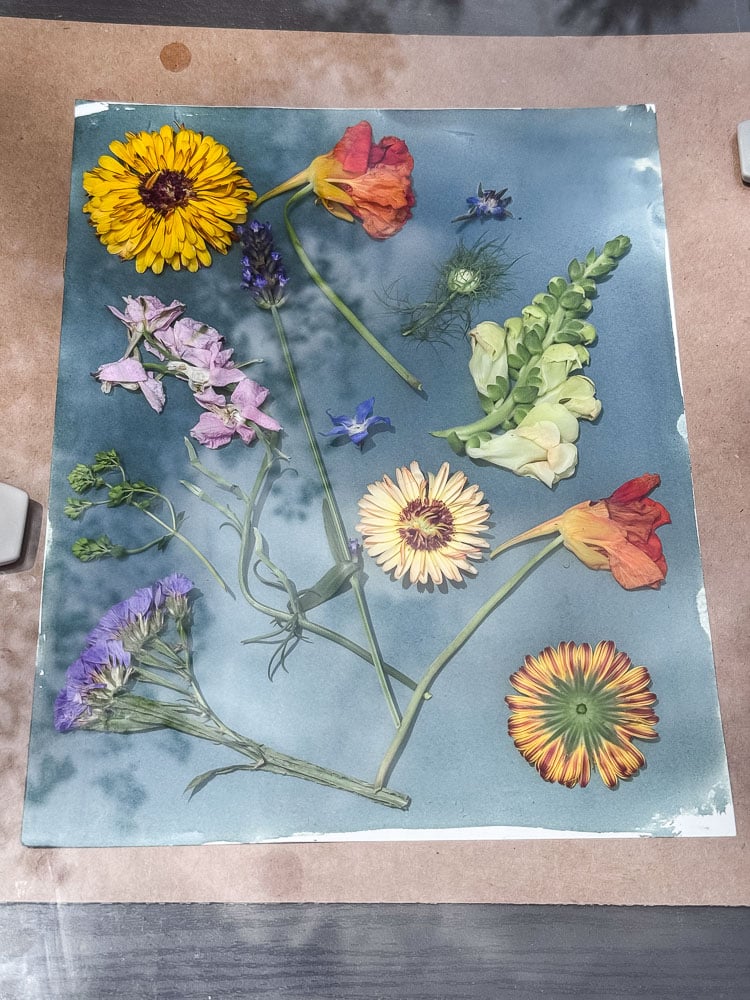 freal flowers on cyanotype paper