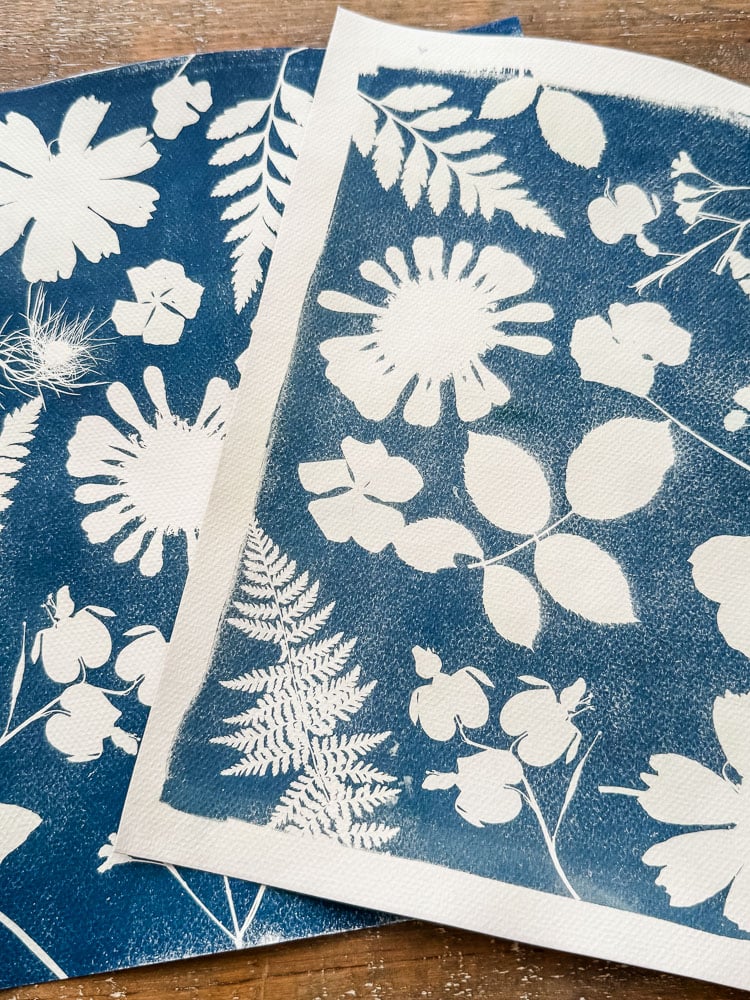 cyanotype prints