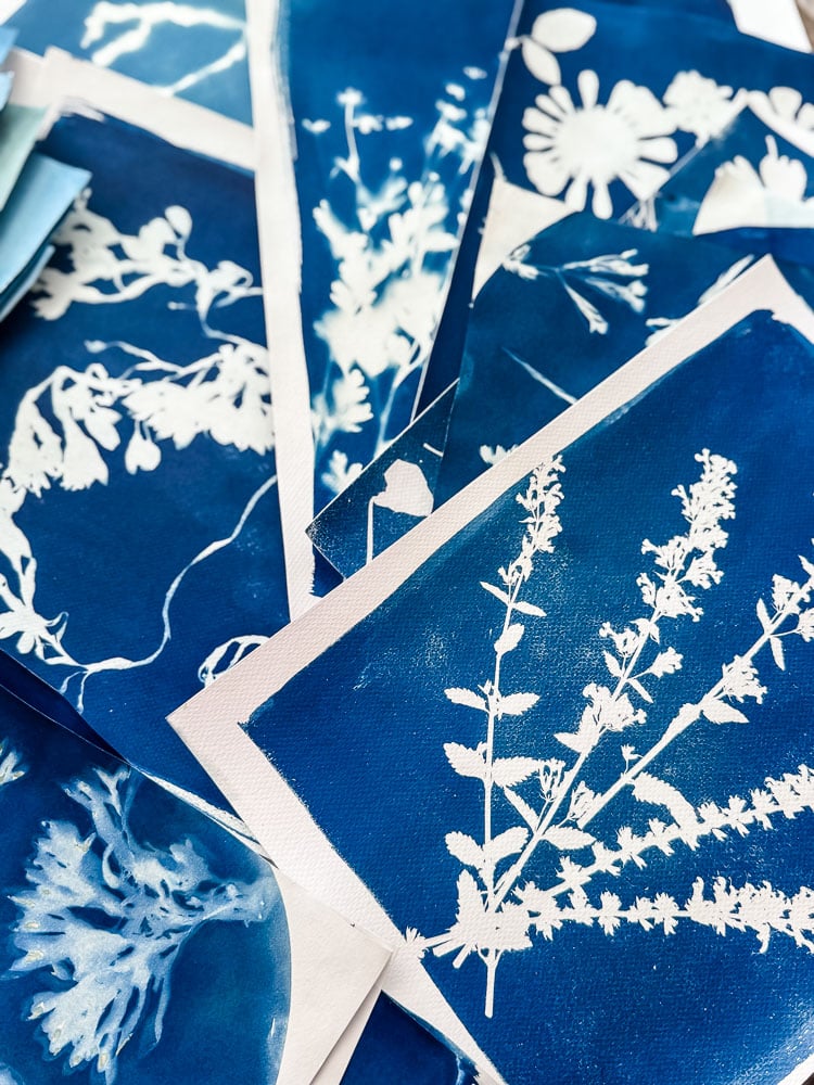 cyanotype sun prints