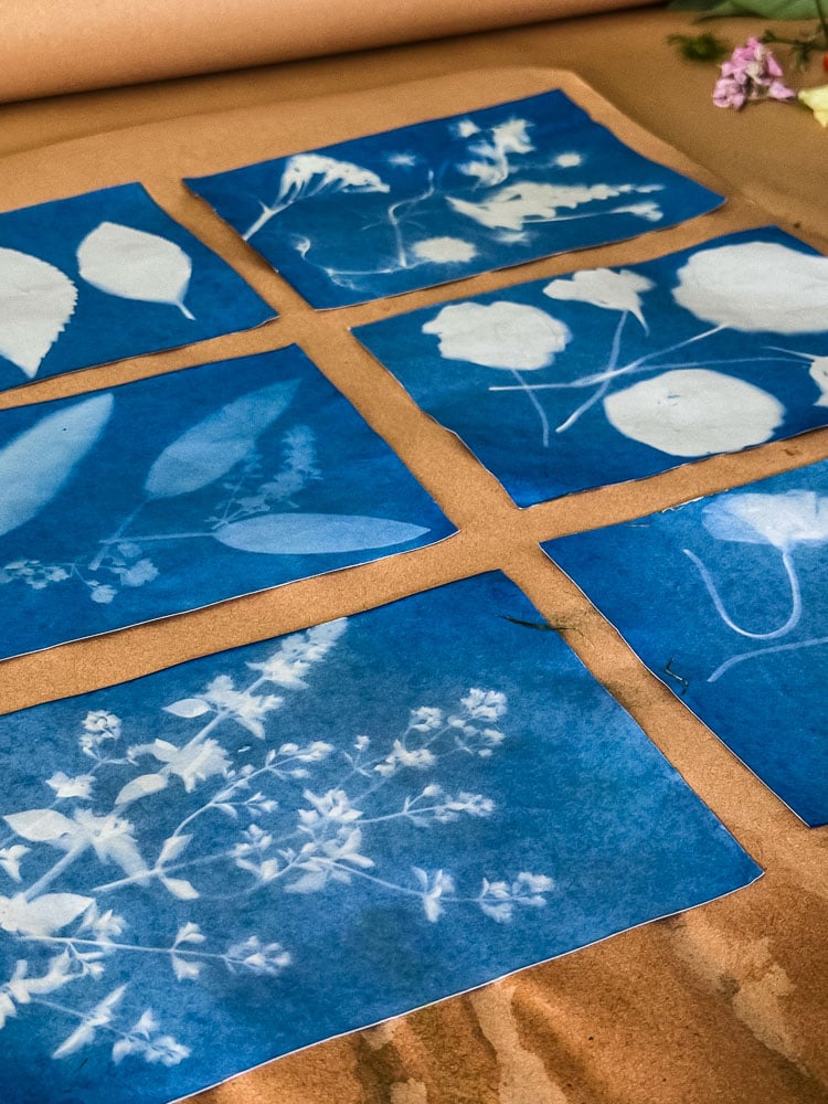 6 cyanotype prints drying