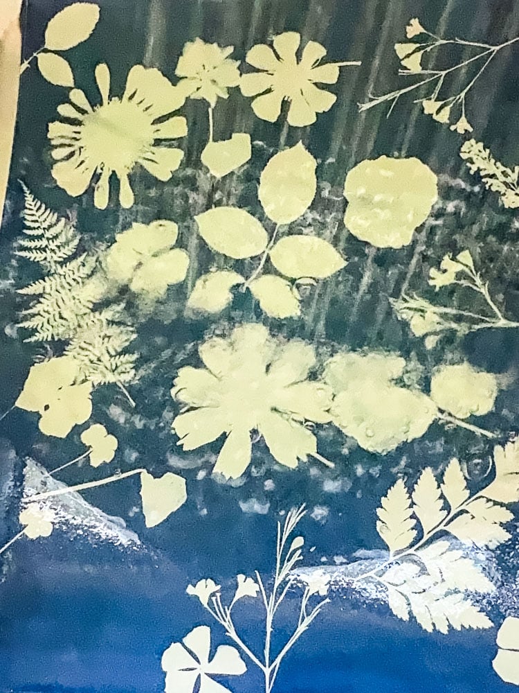 rinsing cyanotype print in water