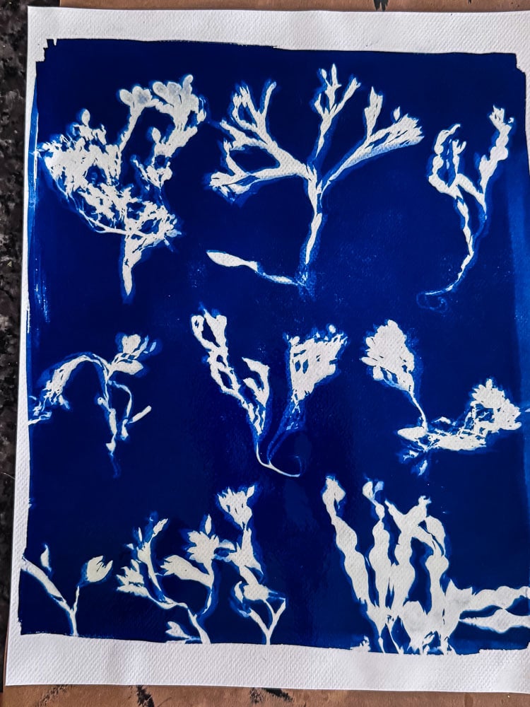 seaweed cyanotype print