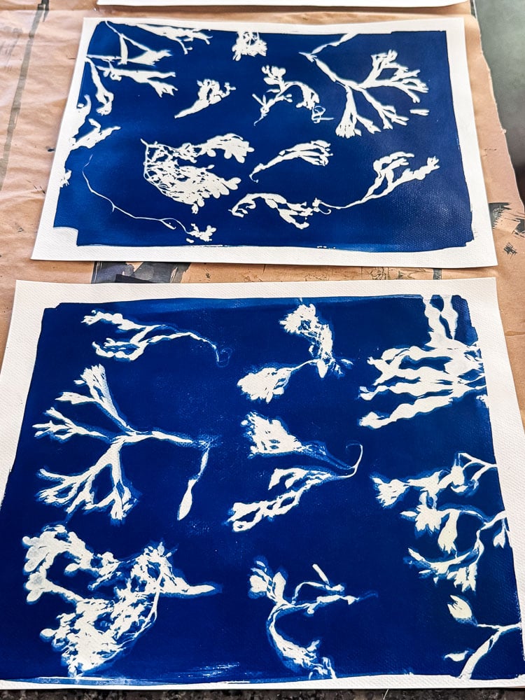 seaweed cyanotype prints