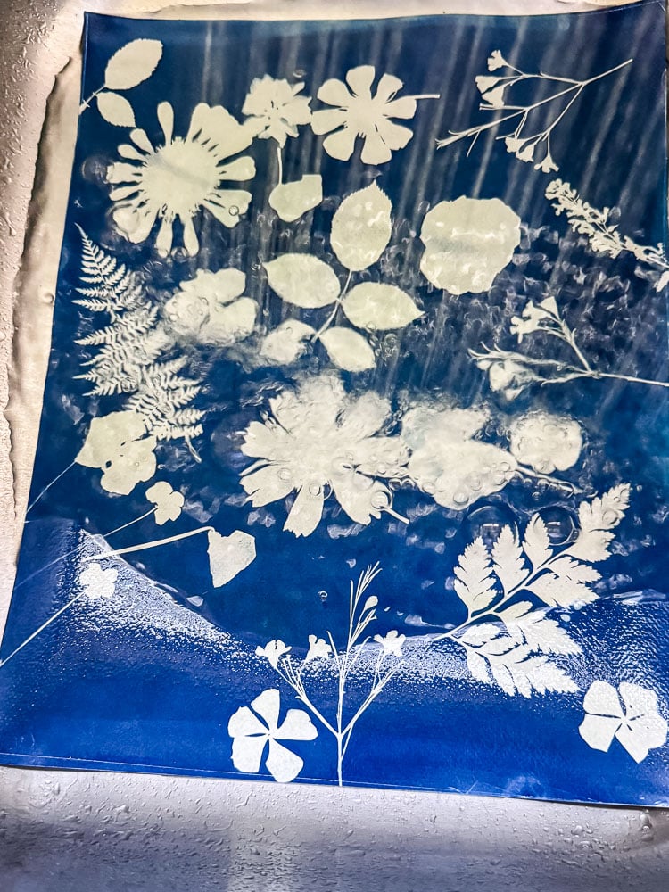 cyanotype print