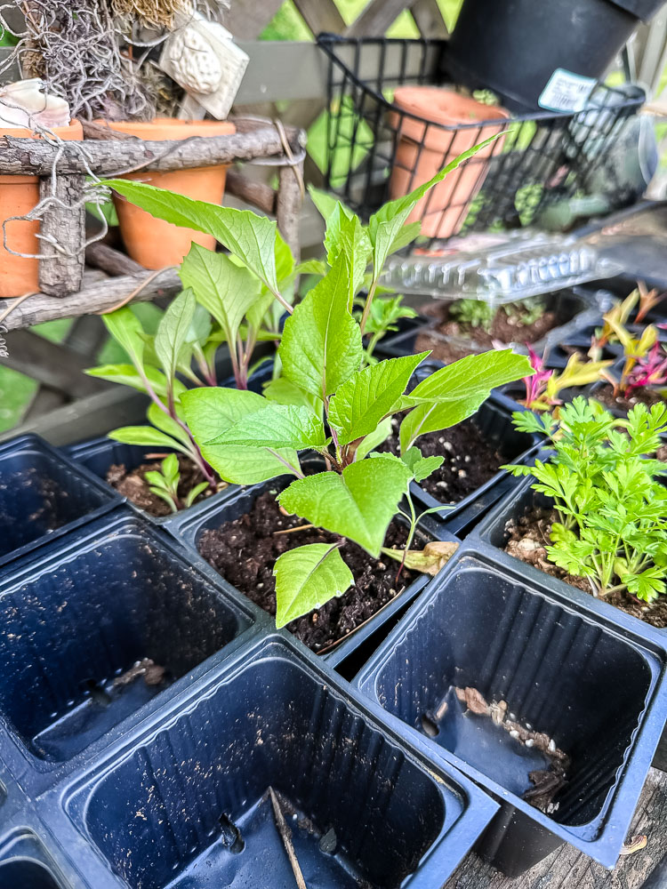 dahlia seedling in tray