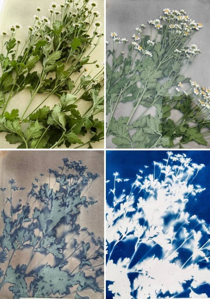 feverfew cyanotype process steps