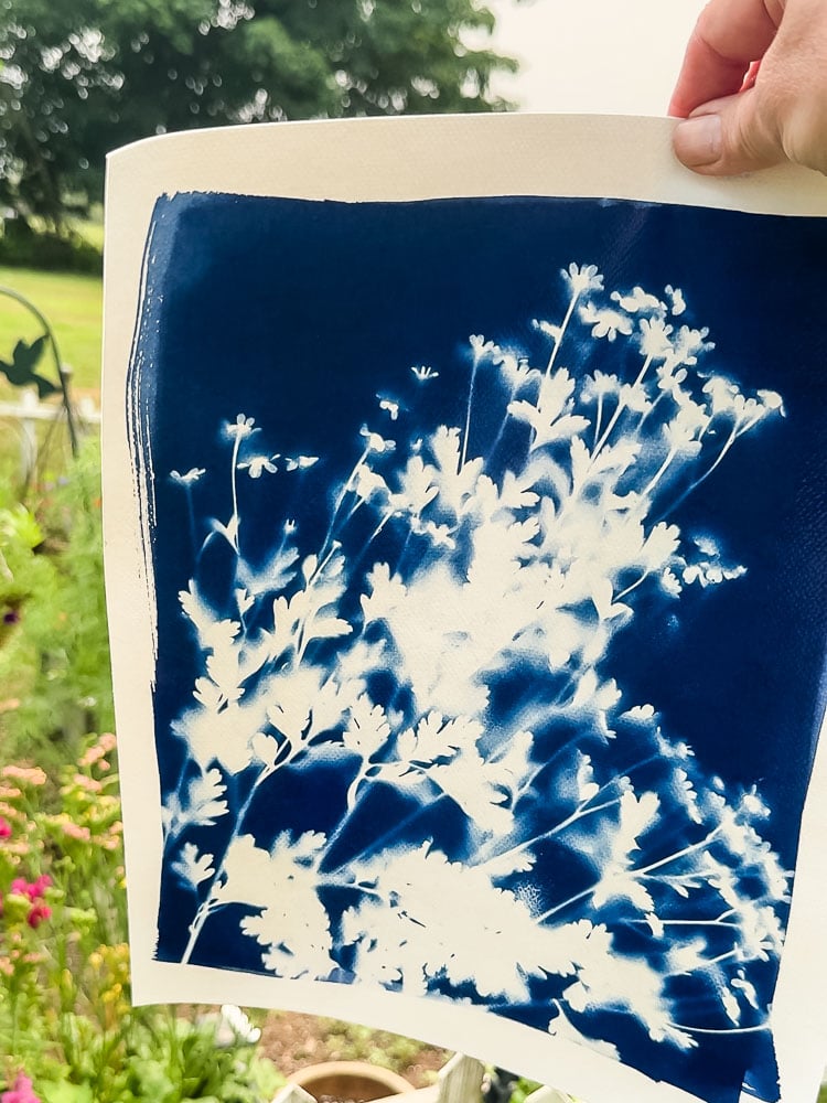 feverfew cyanotype print
