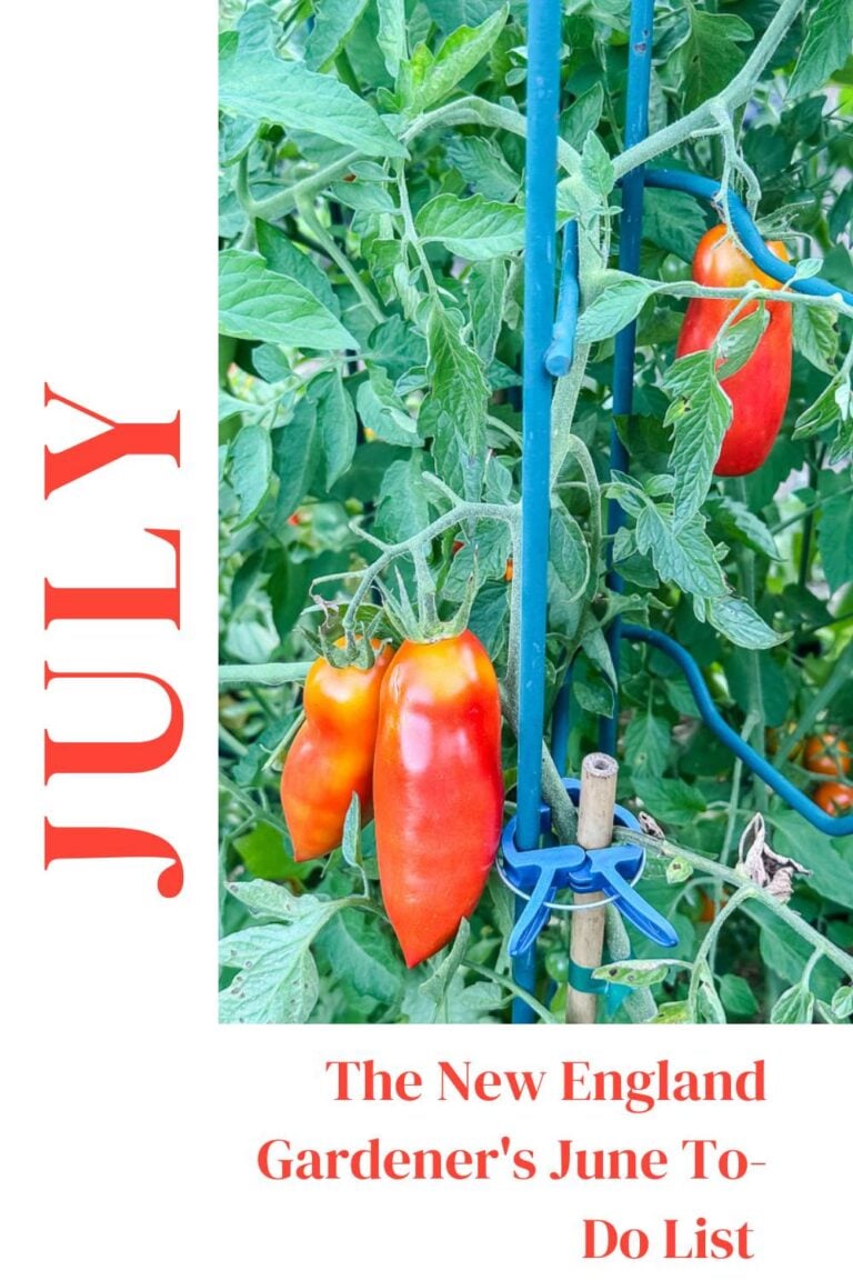 The New England Gardener’s July To-Do List (Zone 6a)