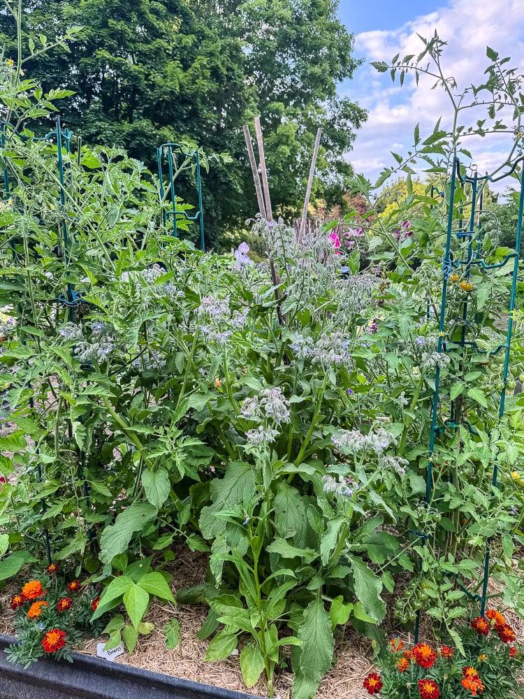 tomato plants and borage in the garden
