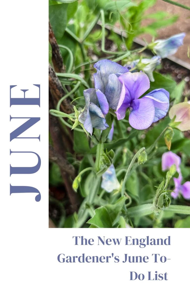The New England Gardener’s June To-Do List (Zone 6a)