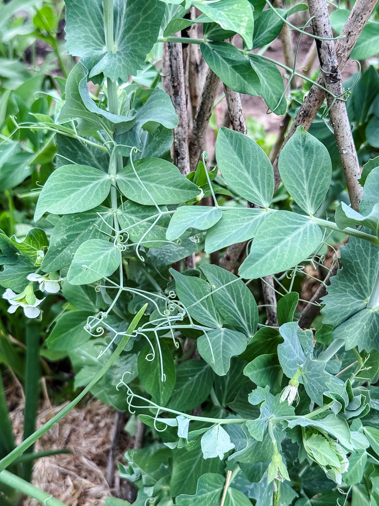 snow peas growing on willow trellis