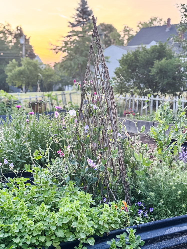 garden at sunrise