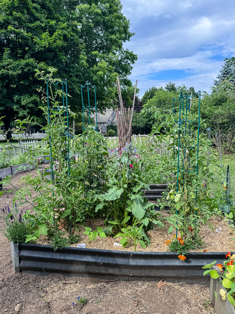tomato plants growing in a raised bed