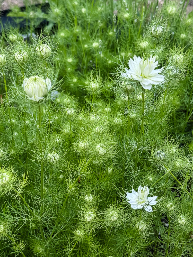 nigella flowers