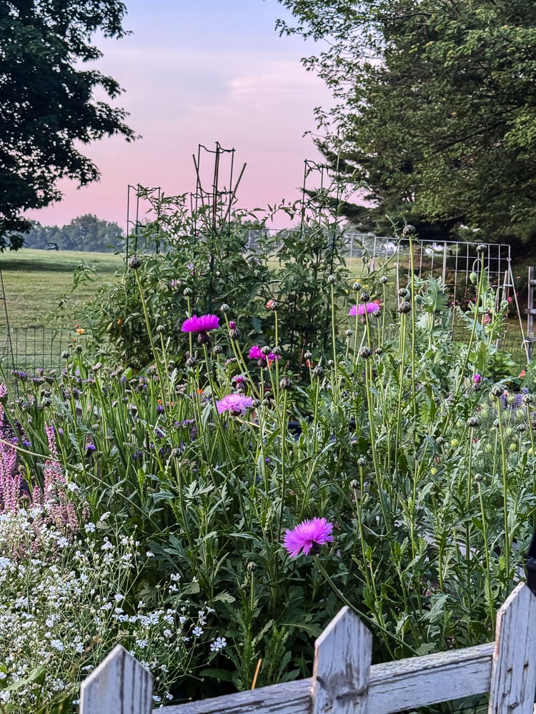 flowers in bloom in a garden with pink sky in the background