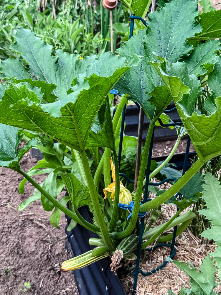 zucchini plant in the garden