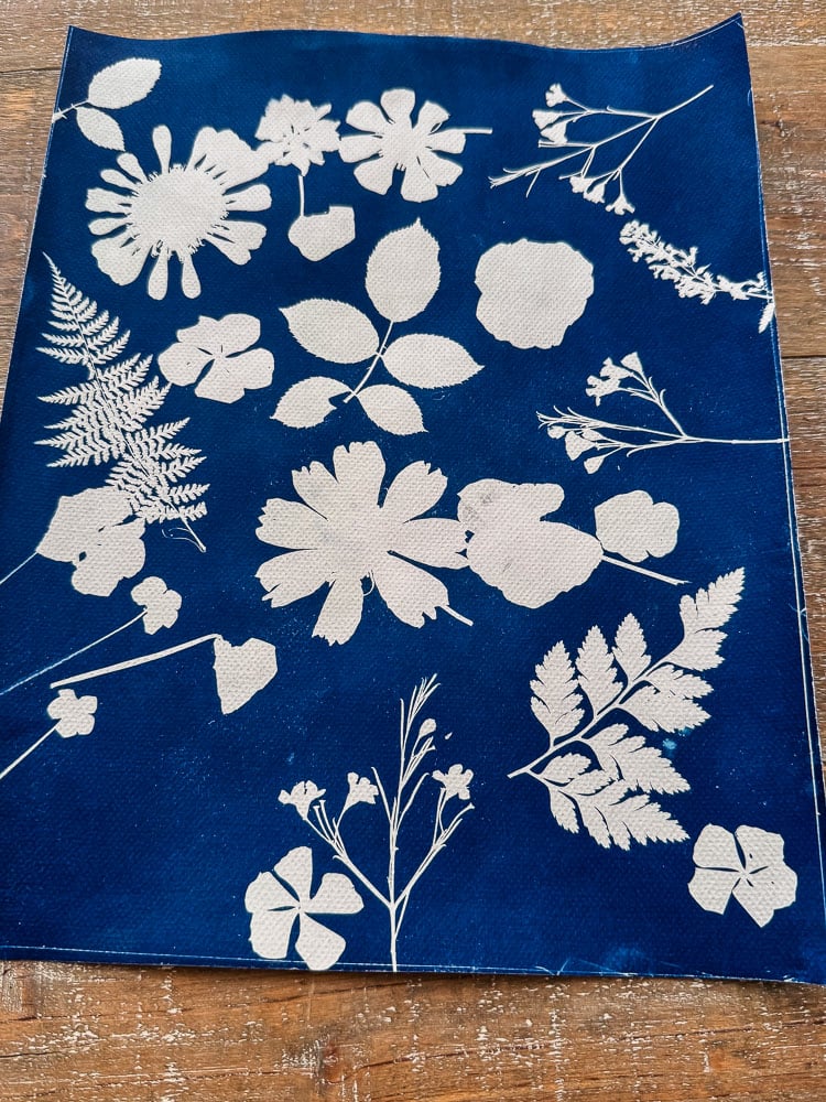 pressed flower cyanotype