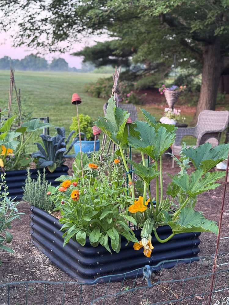 raised garden bed with zucchini and flowers