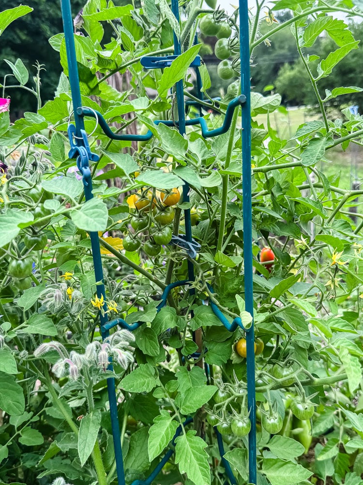 sun gold tomatoes