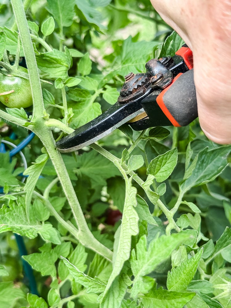 thinning tomato plants