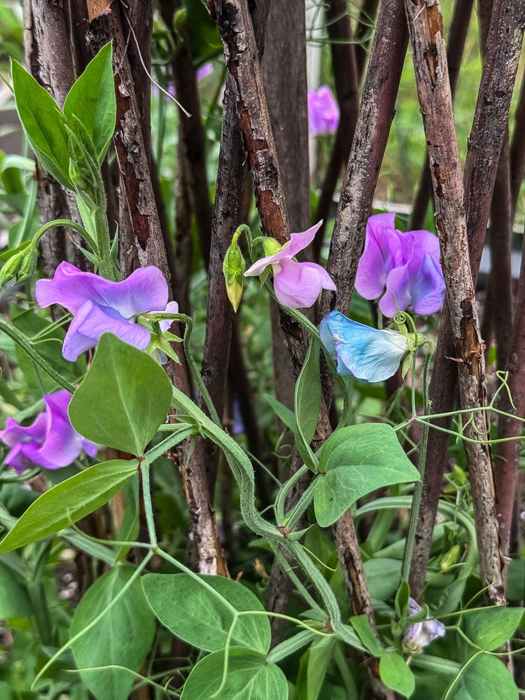 turqoise lagoon sweet peas