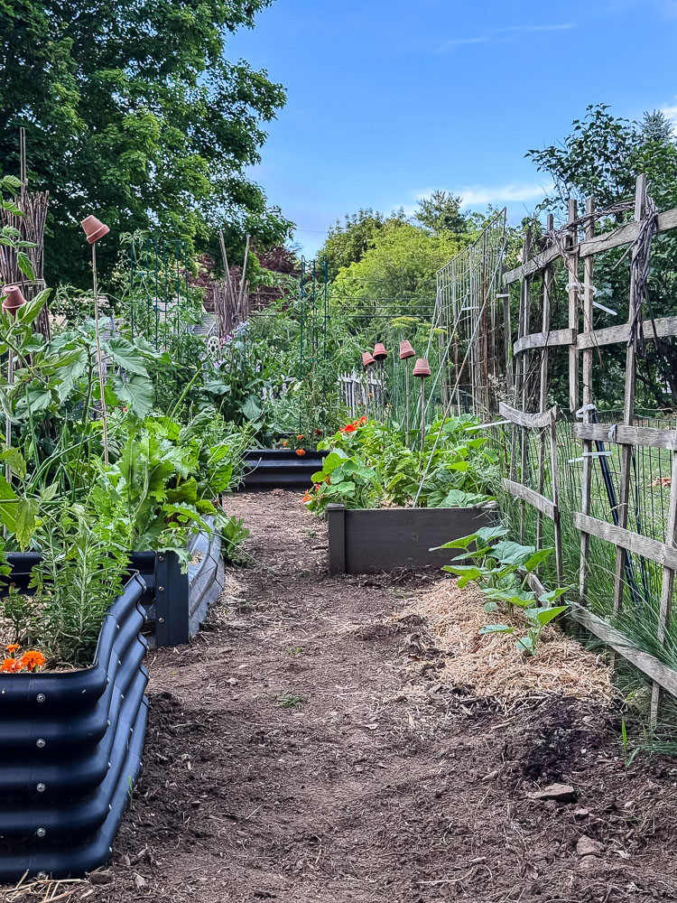 vegetable garden with raised beds