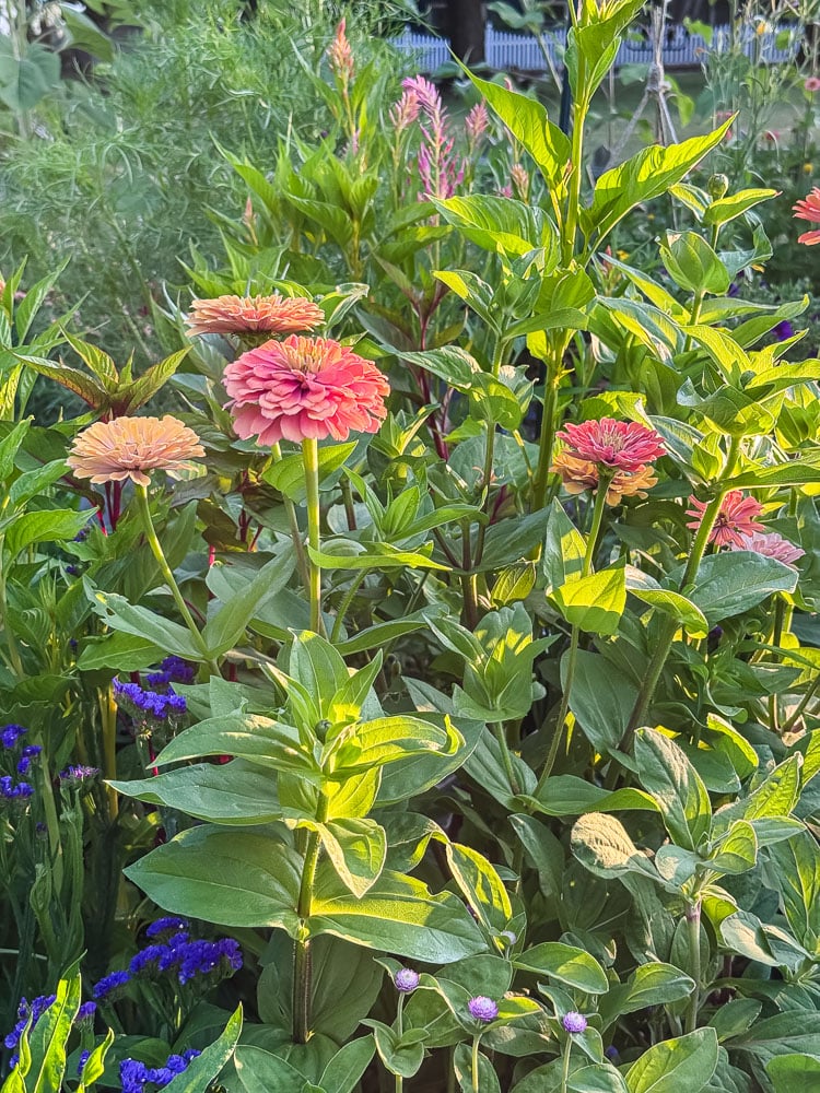 aurora zinnias, blue statice, and celocia flowering in a garden