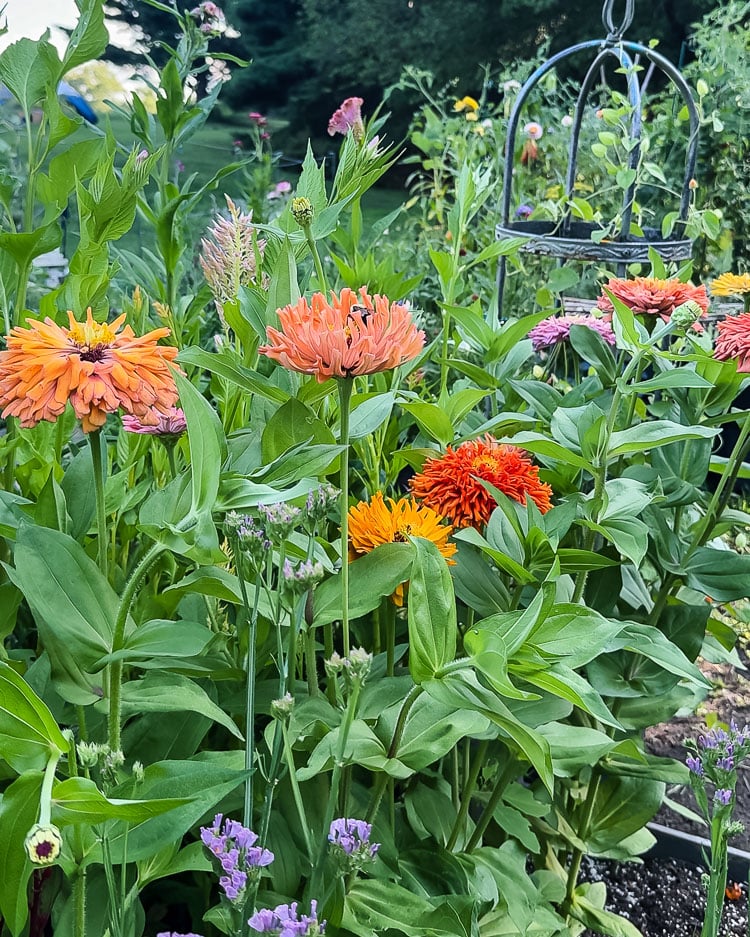 agave zinnias in bloom