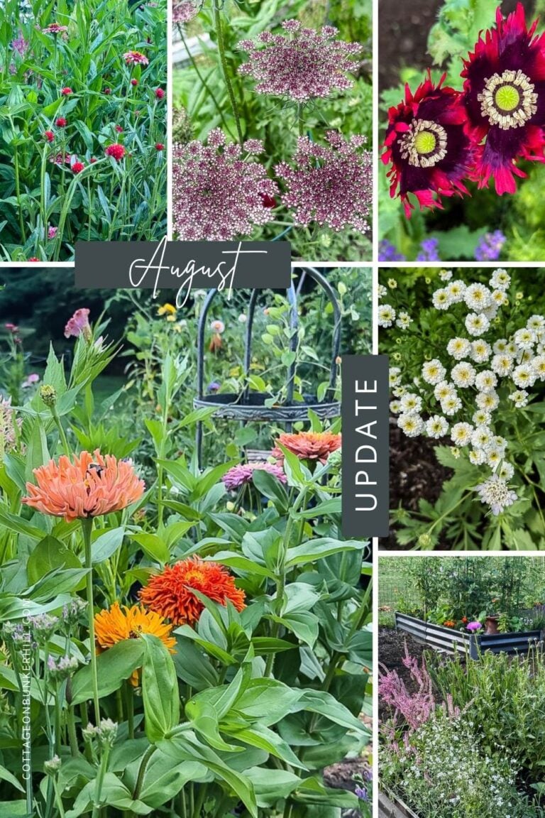 August In My New England Cutting Garden: What’s Thriving