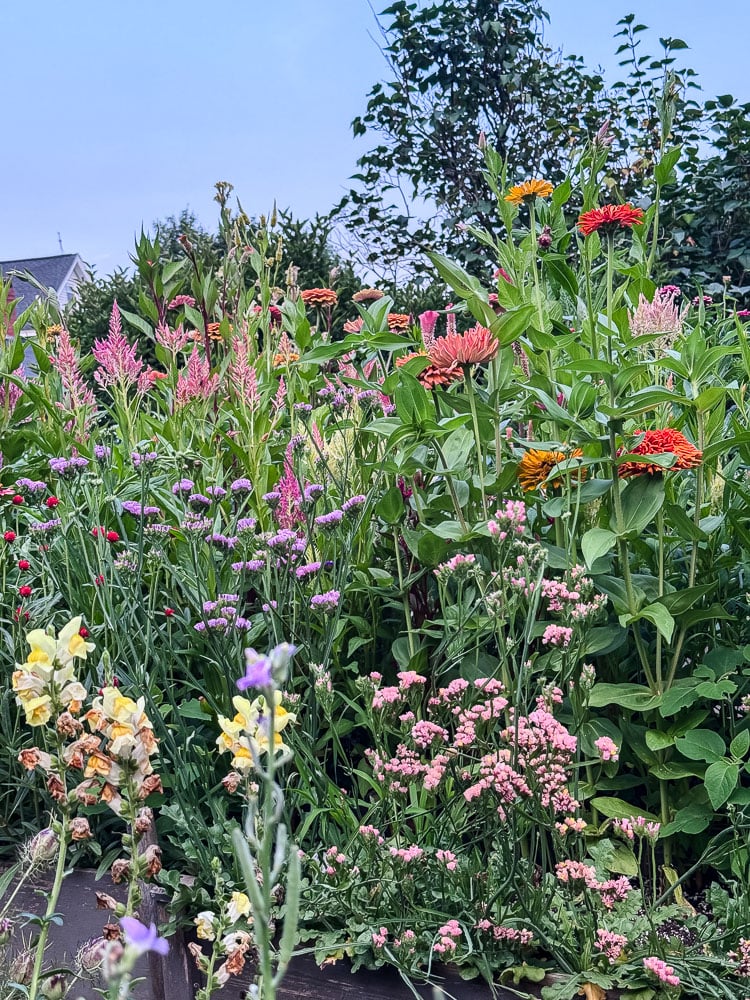 cut flower garden in bloom