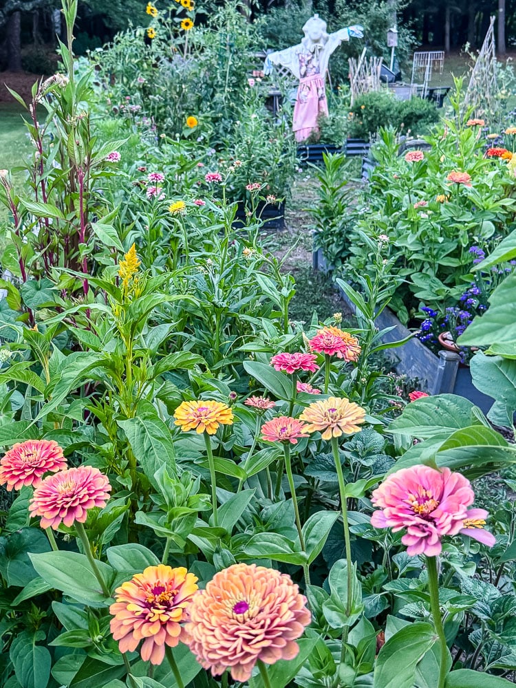 zinnias in bloom in a large garden