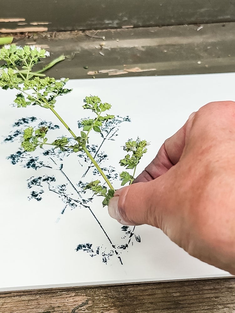 making nature prints with ink and herb