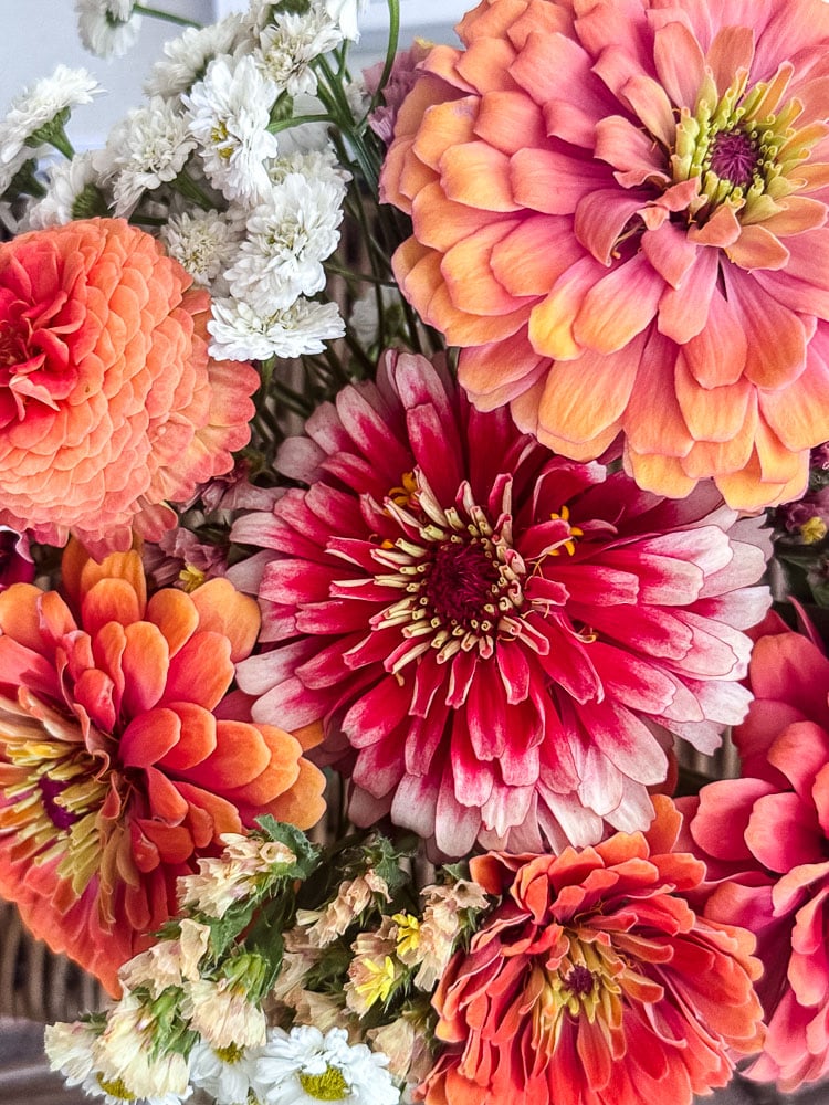salmon, pink, and orange zinnias