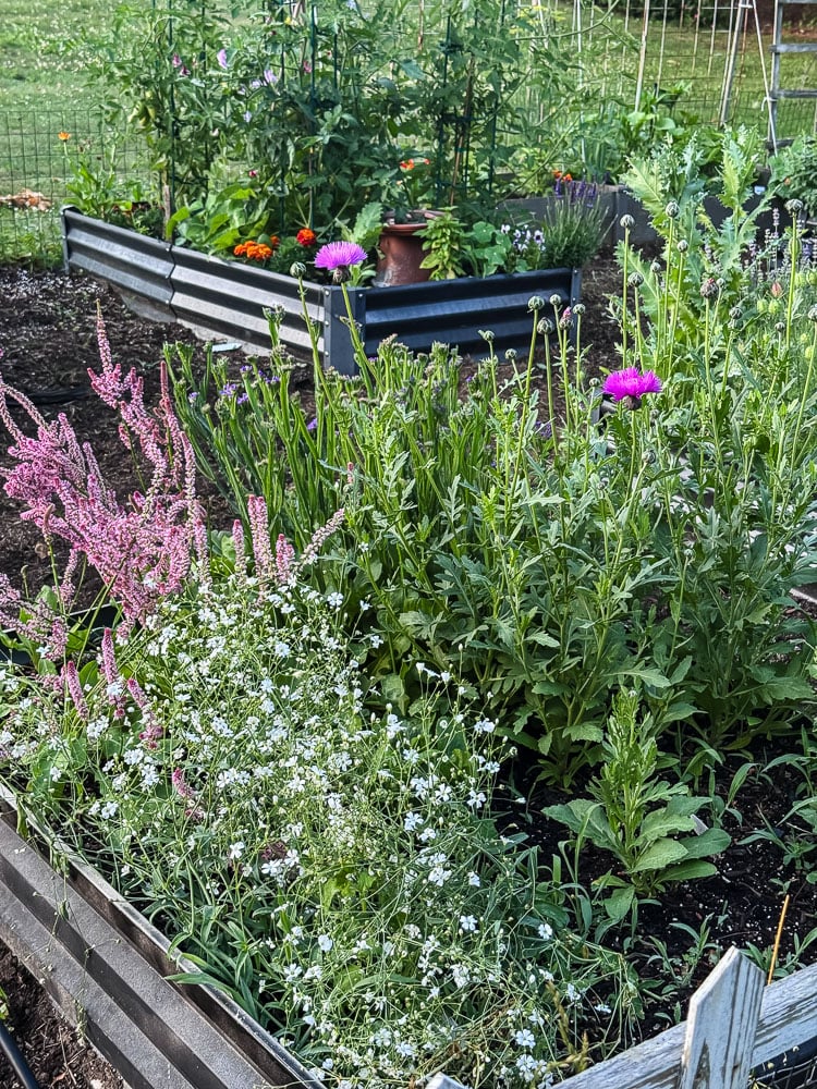 a garden raised bed filled with flowers
